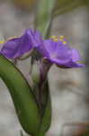 Hairy spiderwort